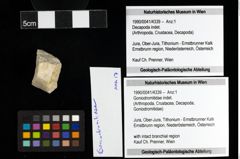 Foto (Objekt + Etiketten) von Goniodromitidae indet. 